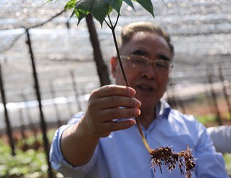 三七是做的最大、研究最好最深的中藥大品種