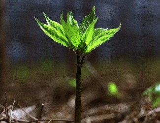 歷史上導(dǎo)致三七價(jià)格暴跌的罪魁禍?zhǔn)椎降资钦l(shuí)？（一）