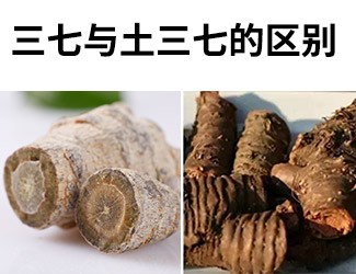 揭秘土三七和三七的差異性，警惕吃錯易導(dǎo)致肝臟衰竭