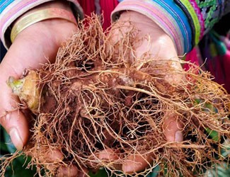 三七采收三部曲