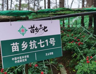 苗鄉(xiāng)抗七1號第三次入選省級主導品種！